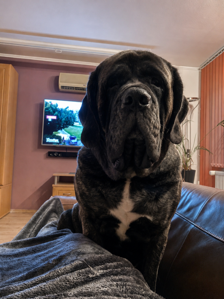English-Mastiff-Hündin Missi steht auf dem Sofa und blickt in die Kamera