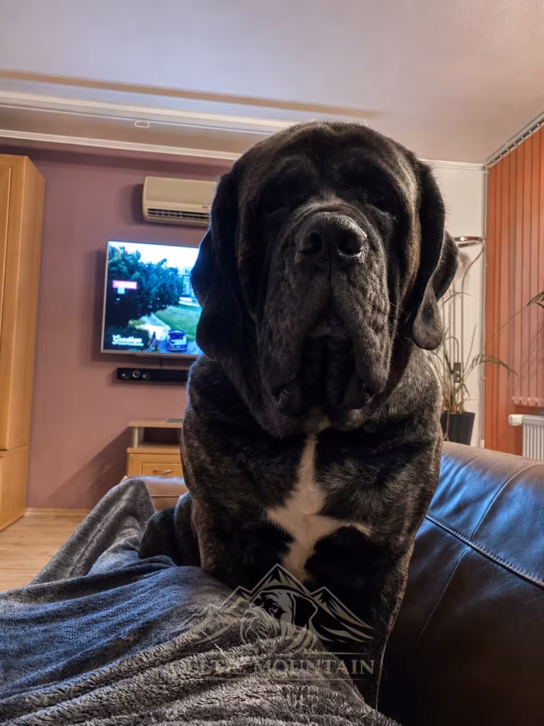 English-Mastiff-Hündin Missi steht auf dem Sofa und blickt in die Kamera