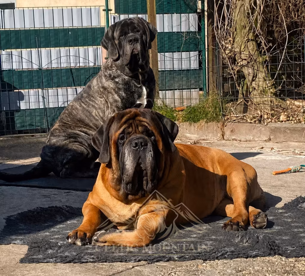 English-Mastiff-Hündin Missi liegt vor dem gestromten English-Mastiff-Rüden Ingo im sonnigen Garten