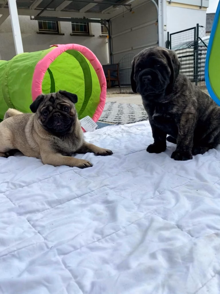 Ein Mops liegt neben einem gestromten English-Mastiff-Welpen im Außenbereich.