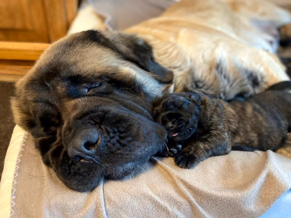 Holly liegt entspannt mit einem Welpen auf einem Bett bei Celtic Mountain.
