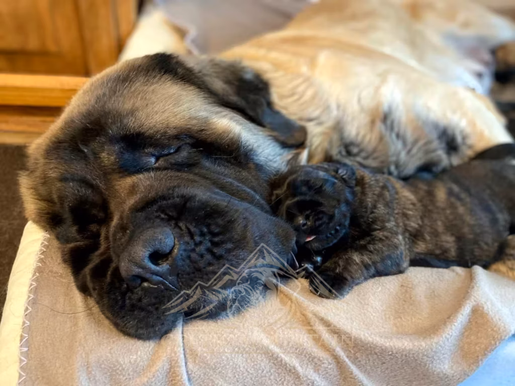 Holly liegt entspannt mit einem Welpen auf einem Bett bei Celtic Mountain.