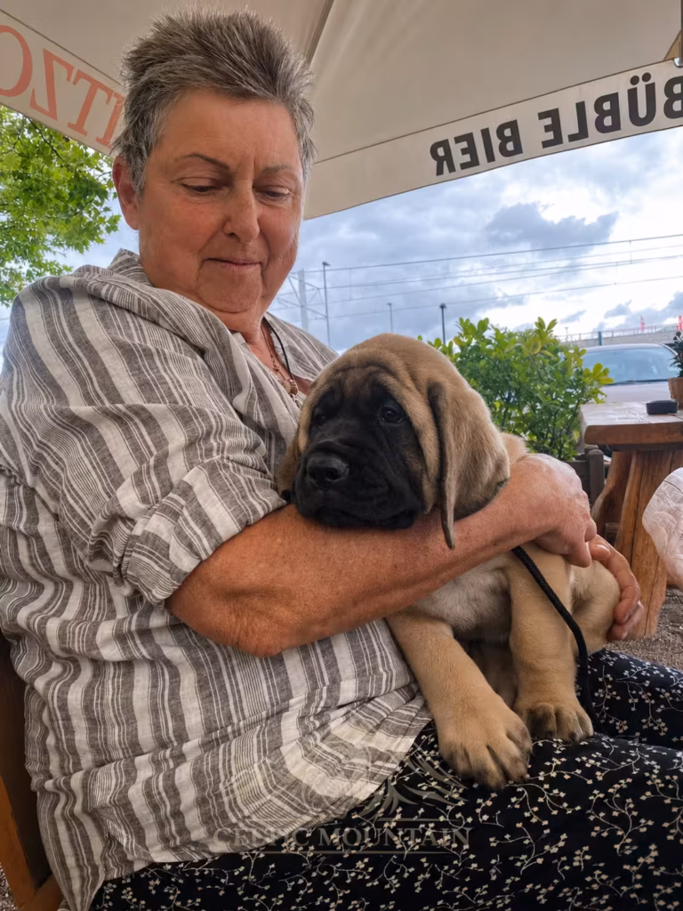 Sybilla hält den jungen English-Mastiff-Welpen Greta auf dem Arm.