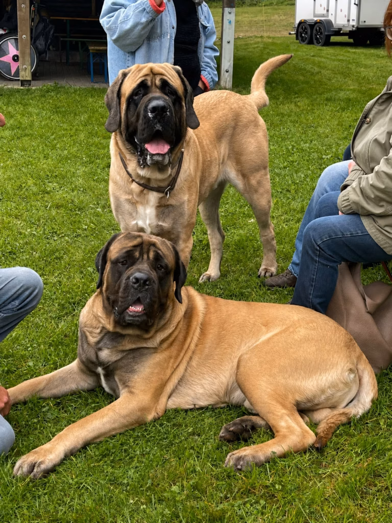 Zwei fawnfarbene English Mastiffs liegen und stehen gemeinsam auf einer Wiese beim Hundetreffen 2025.