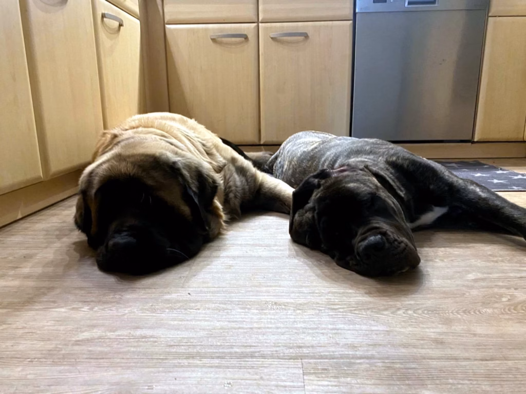 Holly und Miss Marple liegen gemeinsam entspannt auf dem Küchenboden.