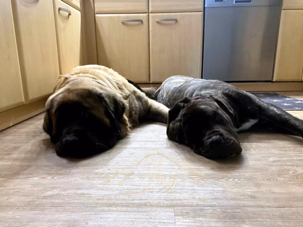 Holly und Miss Marple liegen gemeinsam entspannt auf dem Küchenboden.