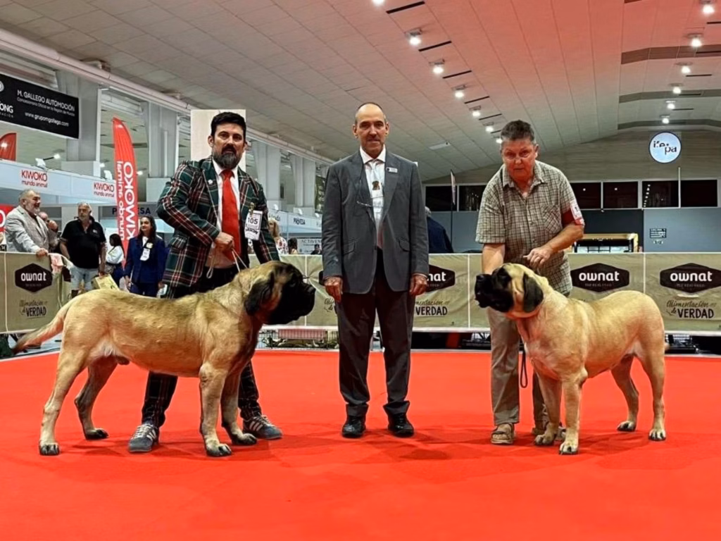 Sybilla präsentiert die fawnfarbene English-Mastiff-Hündin Greta gemeinsam mit weiteren Teilnehmern im Showring.