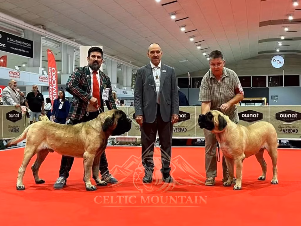 Sybilla präsentiert die fawnfarbene English-Mastiff-Hündin Greta gemeinsam mit weiteren Teilnehmern im Showring.