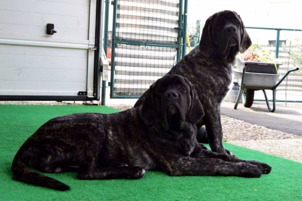 Miss Marple und Magnus liegen und sitzen gemeinsam auf der Terrasse vor einem offenen Bereich