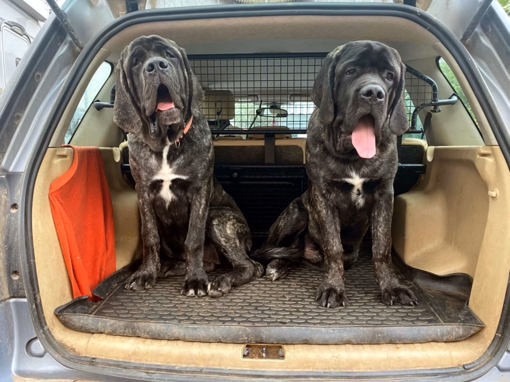 Miss Marple und Magnus sitzen gemeinsam im geöffneten Kofferraum eines Autos.