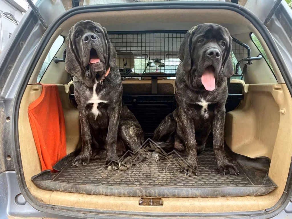 Miss Marple und Magnus sitzen gemeinsam im geöffneten Kofferraum eines Autos.