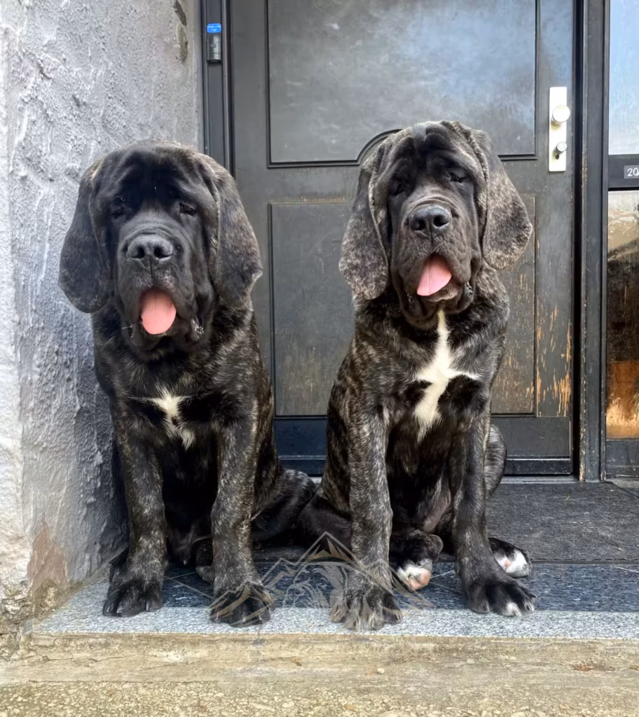 Miss Marple und Magnus sitzen gemeinsam vor der Haustür.