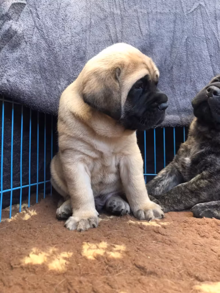 Ein falbfarbener Mastiff-Welpe sitzt neben seinen Wurfgeschwistern.
