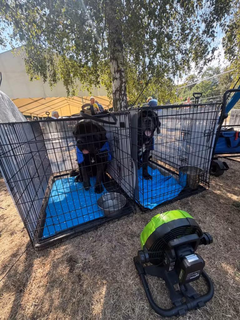 Zwei Mastiffs von Celtic Mountain mit Ventilator zur Kühlung bei der Ausstellung in Ludwigshafen 2026