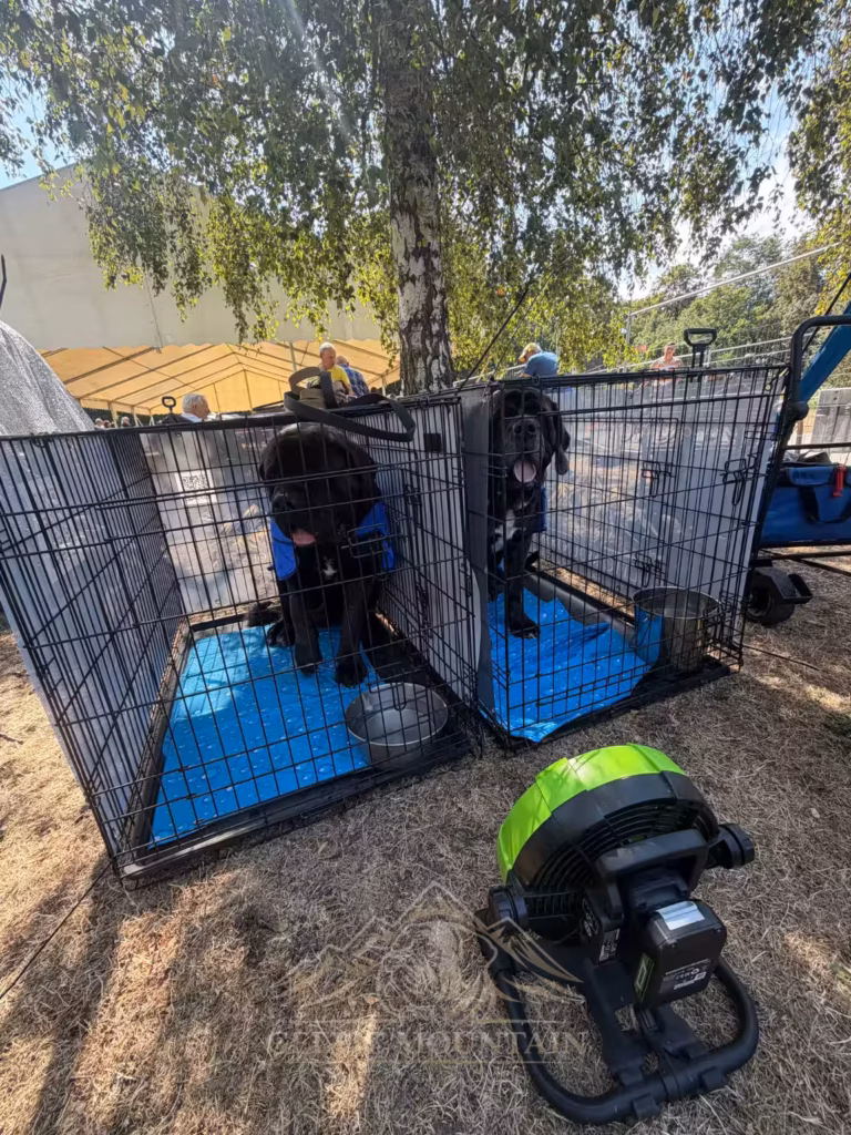 Zwei Mastiffs von Celtic Mountain mit Ventilator zur Kühlung bei der Ausstellung in Ludwigshafen 2026