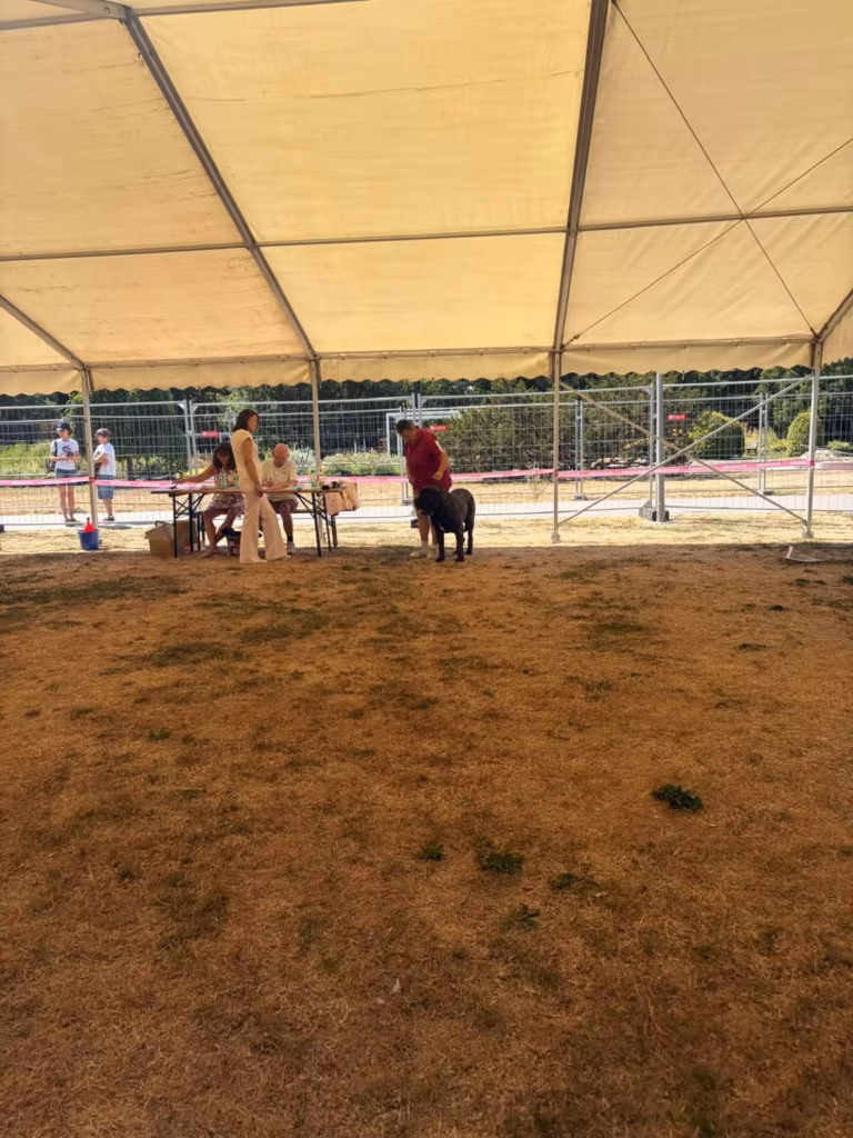 Mastiff im Ausstellungsring auf trockenem Rasen bei der Hundeausstellung in Ludwigshafen 2026