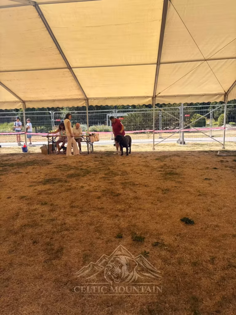 Mastiff im Ausstellungsring auf trockenem Rasen bei der Hundeausstellung in Ludwigshafen 2026