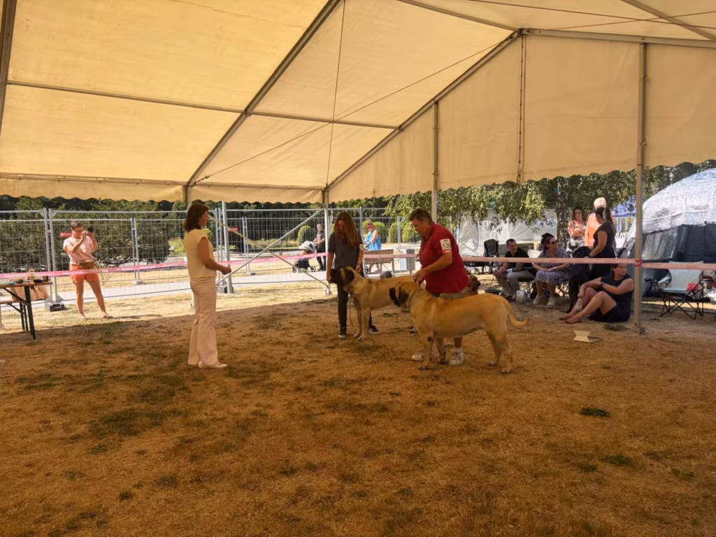Zwei Mastiffs im Ausstellungsring bei der Hundeausstellung in Ludwigshafen 2026