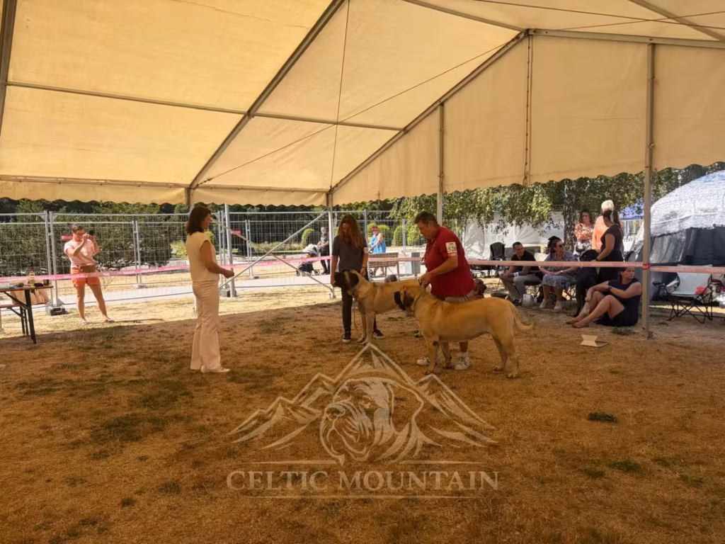 Zwei Mastiffs im Ausstellungsring bei der Hundeausstellung in Ludwigshafen 2026