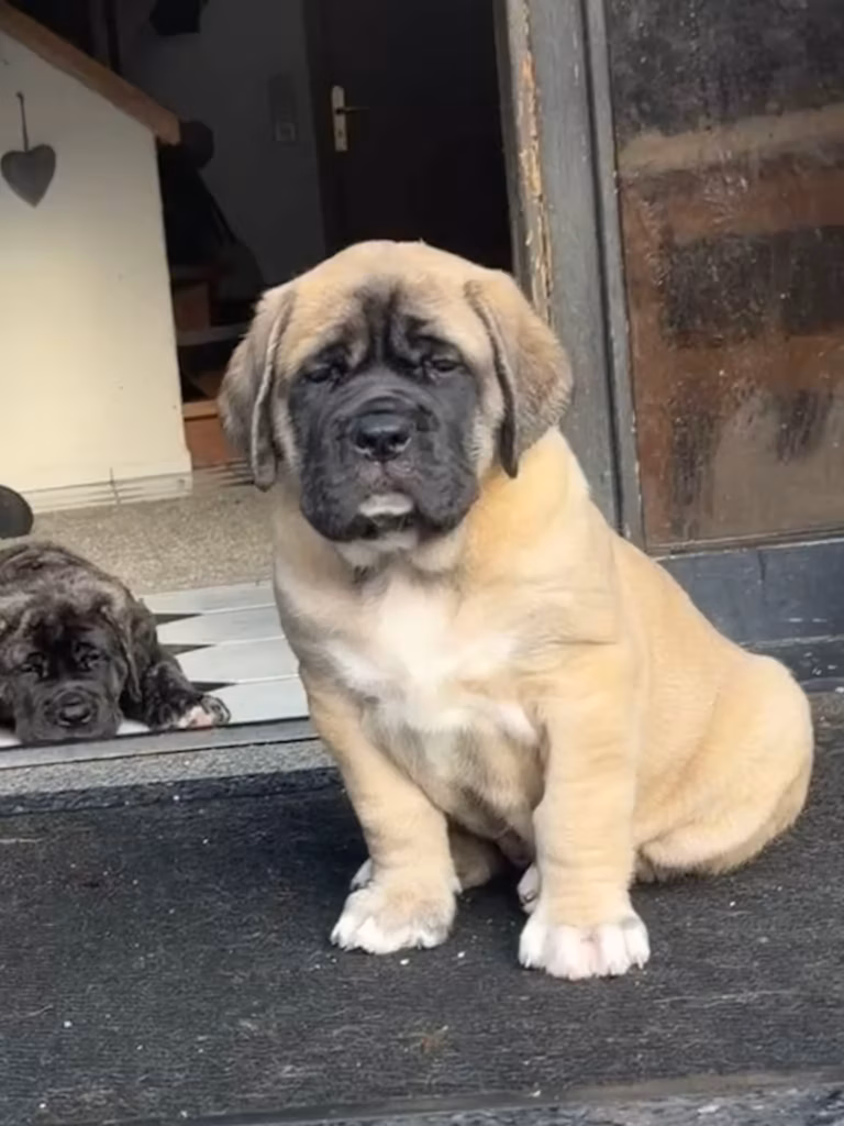 Ein falbfarbener Mastiff-Welpe sitzt aufmerksam vor einer geöffneten Tür.