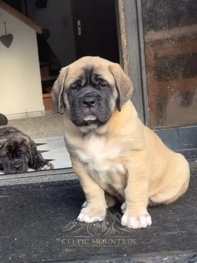 Ein falbfarbener Mastiff-Welpe sitzt aufmerksam vor einer geöffneten Tür.
