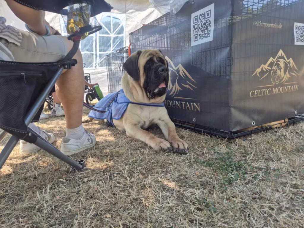 Mastiff-Hündin Greta mit Kühldecke bei der Hundeausstellung in Ludwigshafen 2026