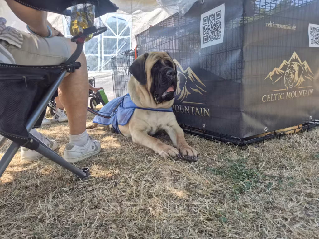 Mastiff-Hündin Greta mit Kühldecke bei der Hundeausstellung in Ludwigshafen 2026