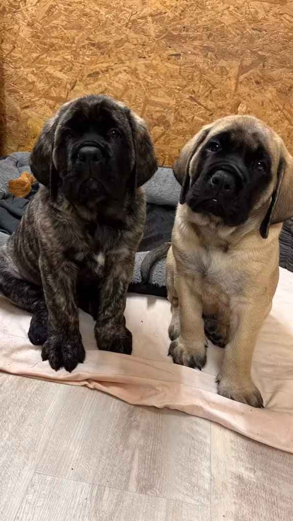 Ein gestromter und ein falbfarbener Mastiff-Welpe sitzen dicht nebeneinander.