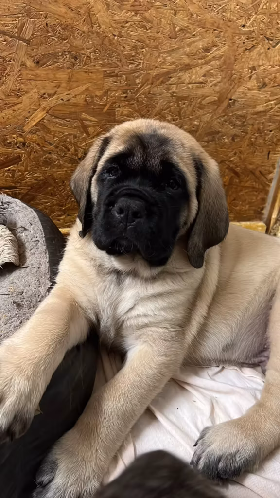 Ein falbfarbener Mastiff-Welpe sitzt auf einer hellen Decke.