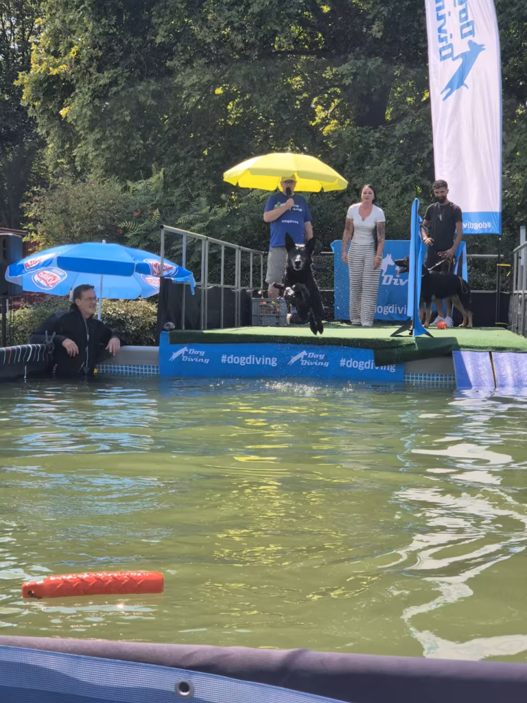 Hund beim Dog Diving während der Hundeausstellung in Ludwigshafen 2026