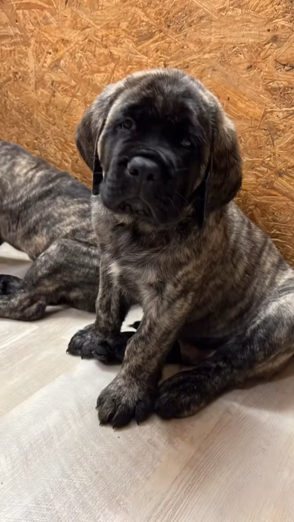 Ein gestromter Mastiff-Welpe sitzt aufmerksam auf einer hellen Unterlage.