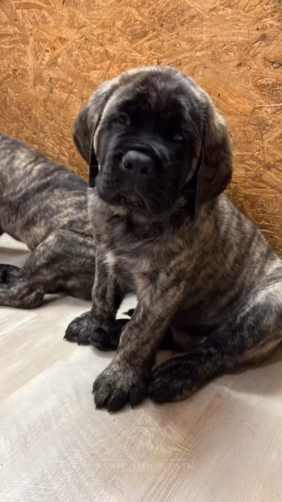 Ein gestromter Mastiff-Welpe sitzt aufmerksam auf einer hellen Unterlage.
