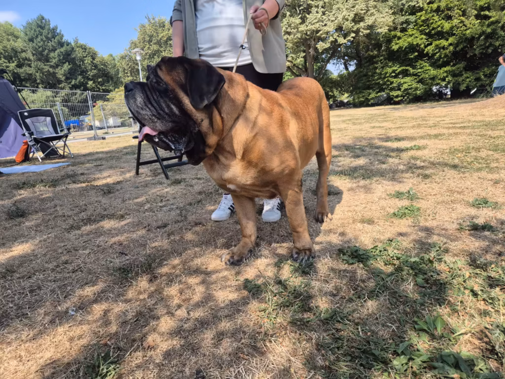 English Mastiff Ingo bei der Hundeausstellung in Ludwigshafen 2026
