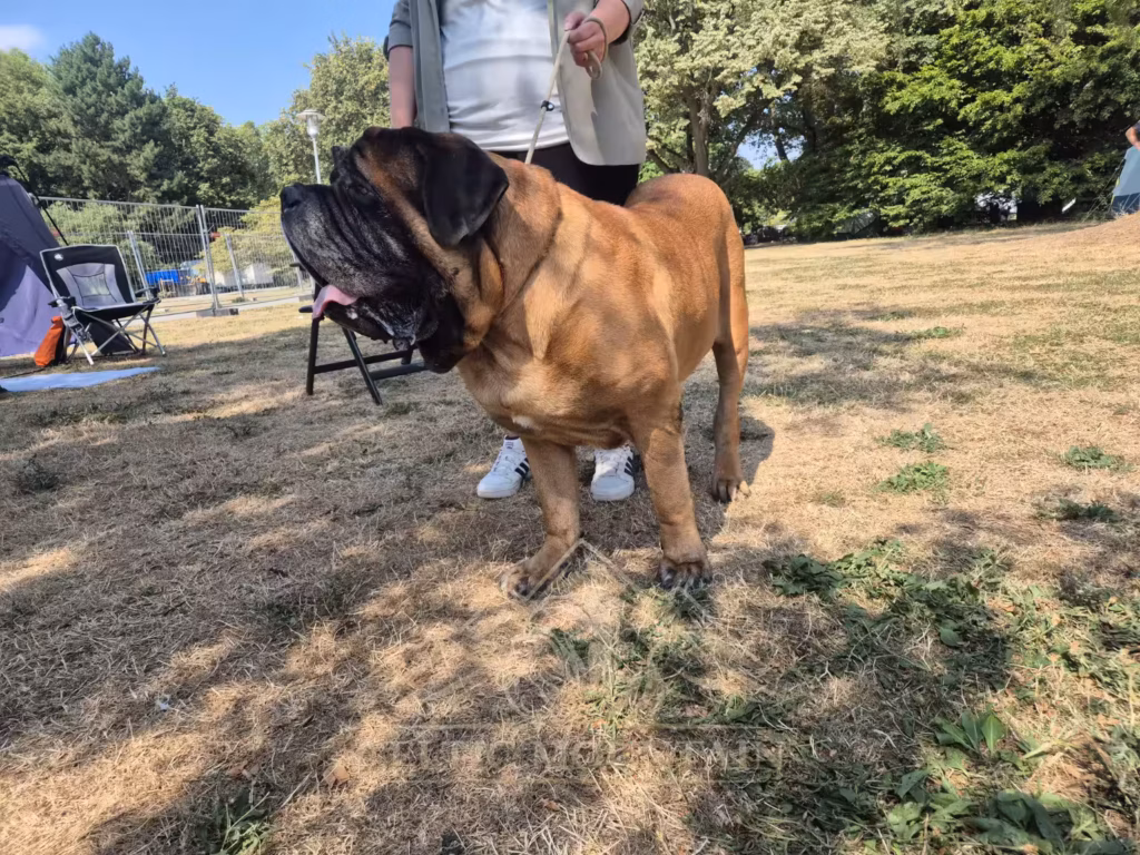 English Mastiff Ingo bei der Hundeausstellung in Ludwigshafen 2026