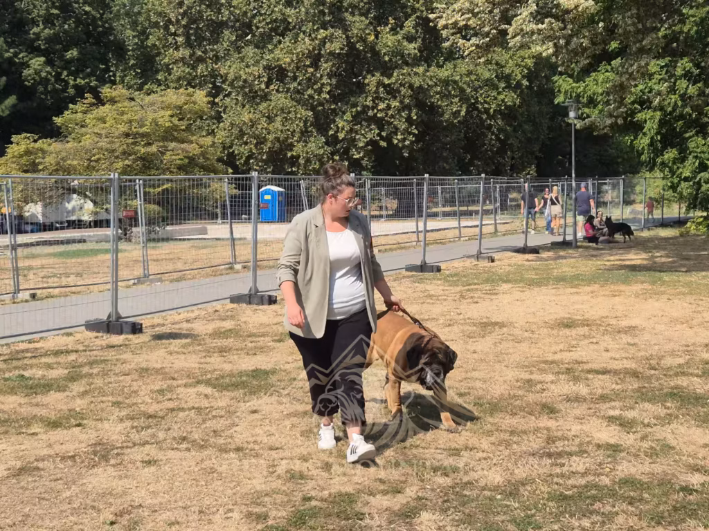 Michelle mit English Mastiff Ingo auf dem Ausstellungsgelände in Ludwigshafen 2026