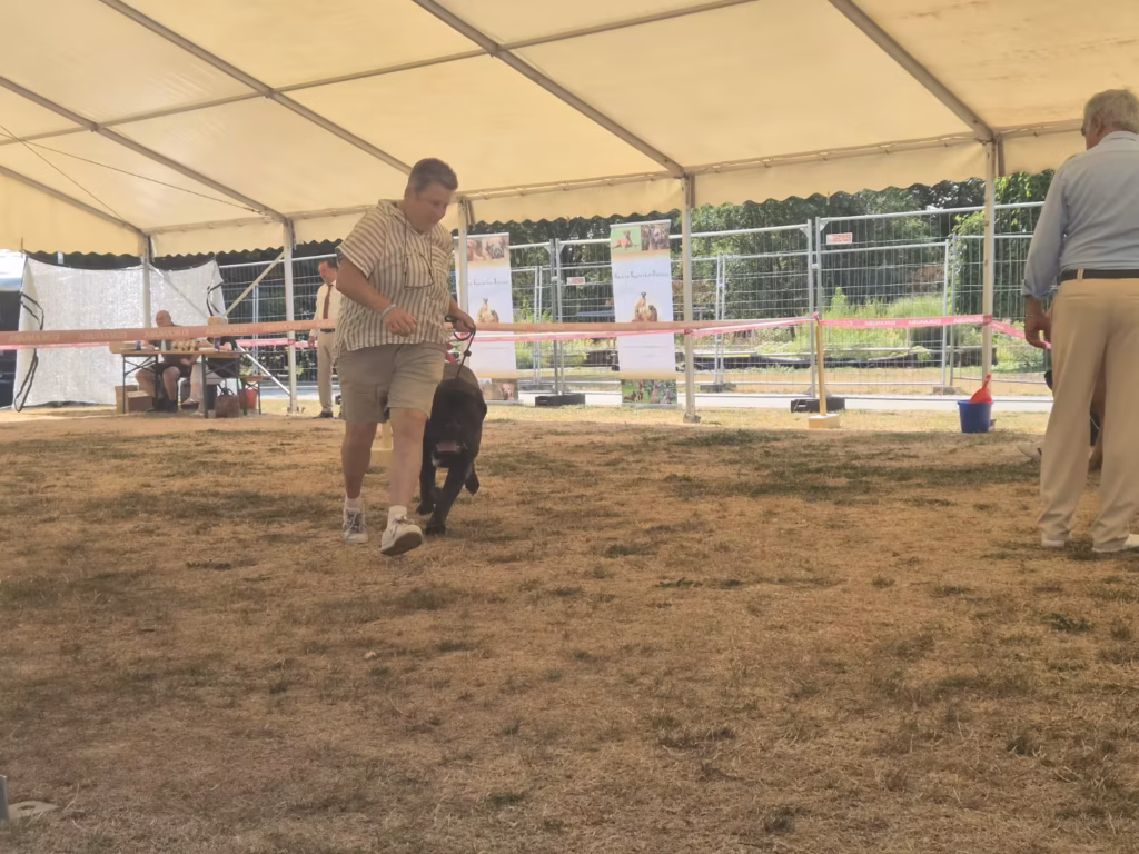 English Mastiff Magnus im Ausstellungsring bei der Hundeausstellung in Ludwigshafen 2026