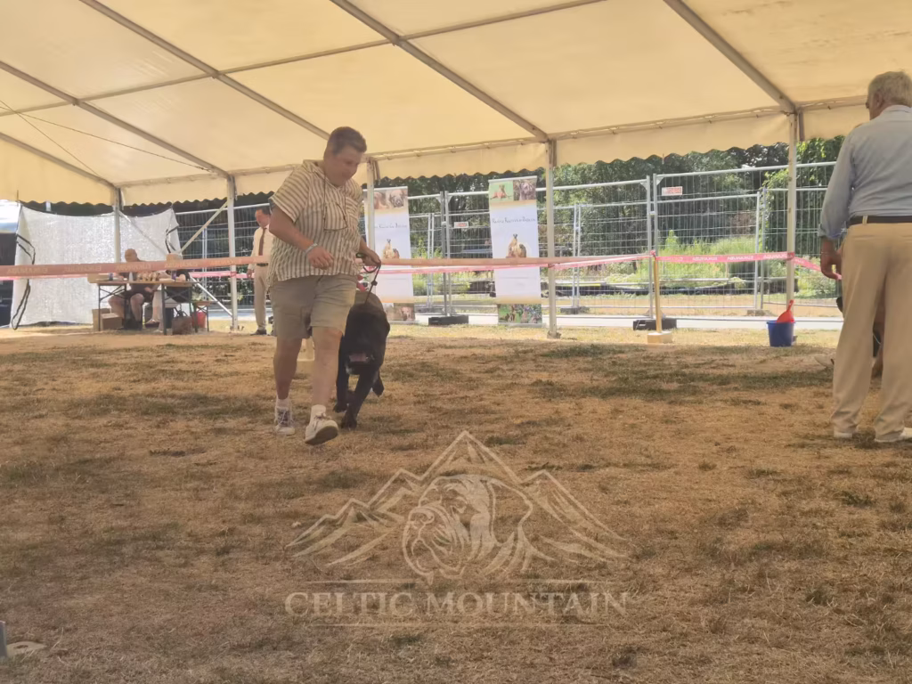 English Mastiff Magnus im Ausstellungsring bei der Hundeausstellung in Ludwigshafen 2026