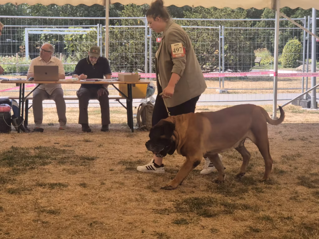 English Mastiff Ingo in Bewegung im Ausstellungsring in Ludwigshafen 2026