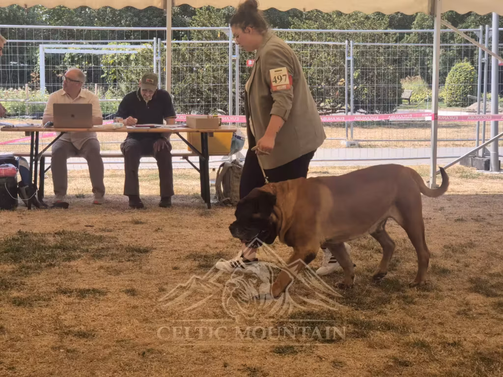 English Mastiff Ingo in Bewegung im Ausstellungsring in Ludwigshafen 2026