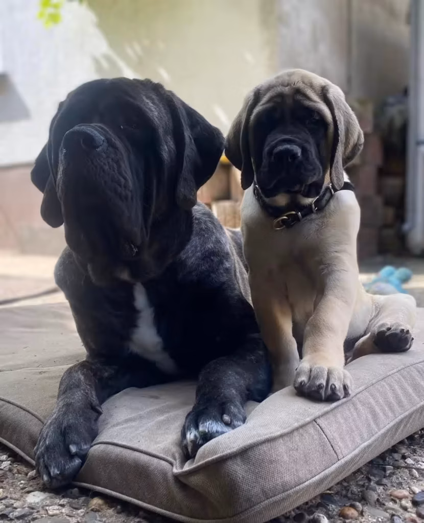 Ein junger Mastiff sitzt bei erwachsenen Mastiffs auf einem Kissen.