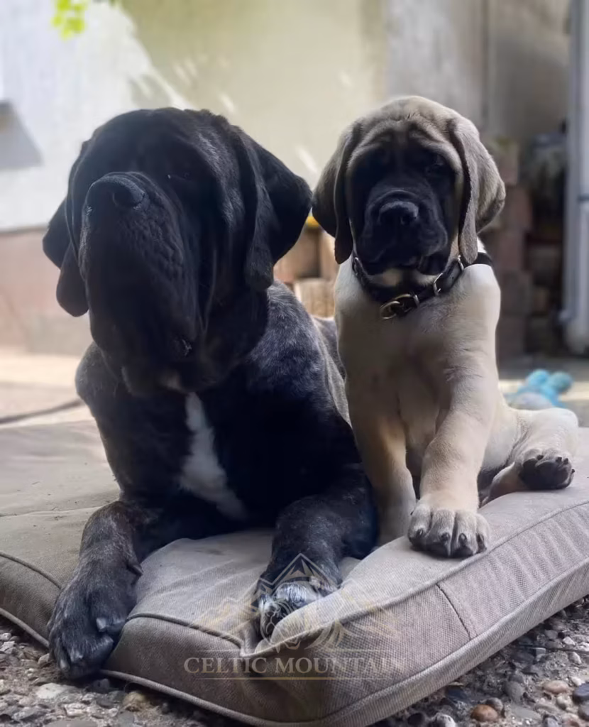 Ein junger Mastiff sitzt bei erwachsenen Mastiffs auf einem Kissen.