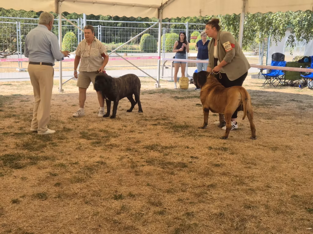 English Mastiffs Magnus und Ingo bei der Beurteilung in Ludwigshafen 2026