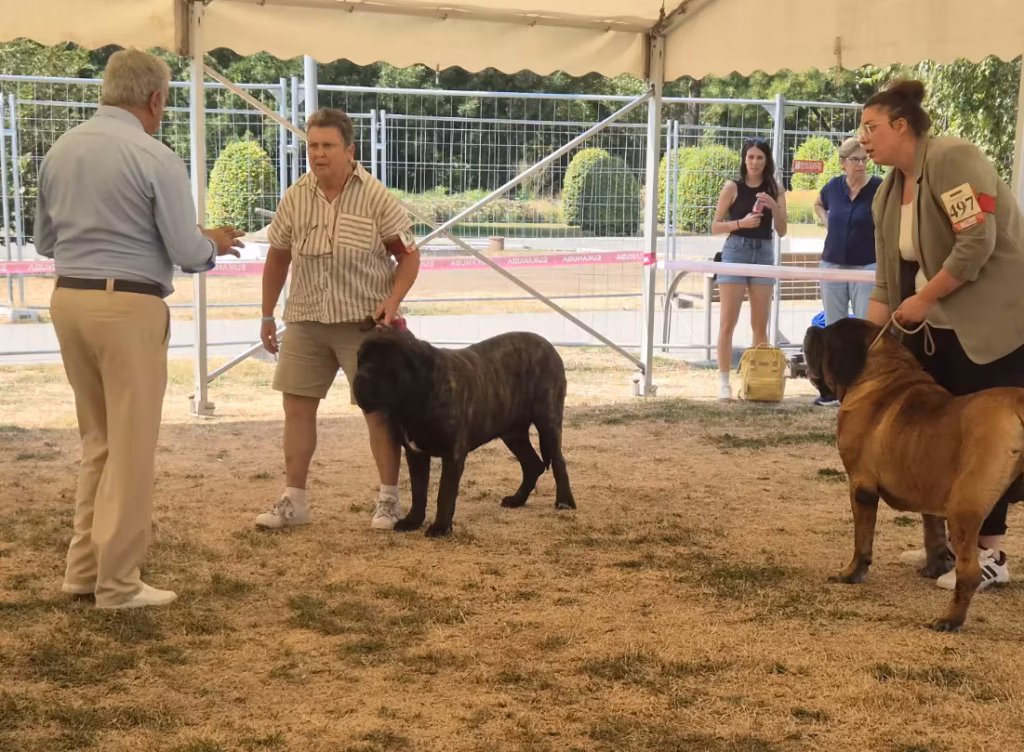 English Mastiffs Magnus und Ingo bei der Beurteilung in Ludwigshafen 2026