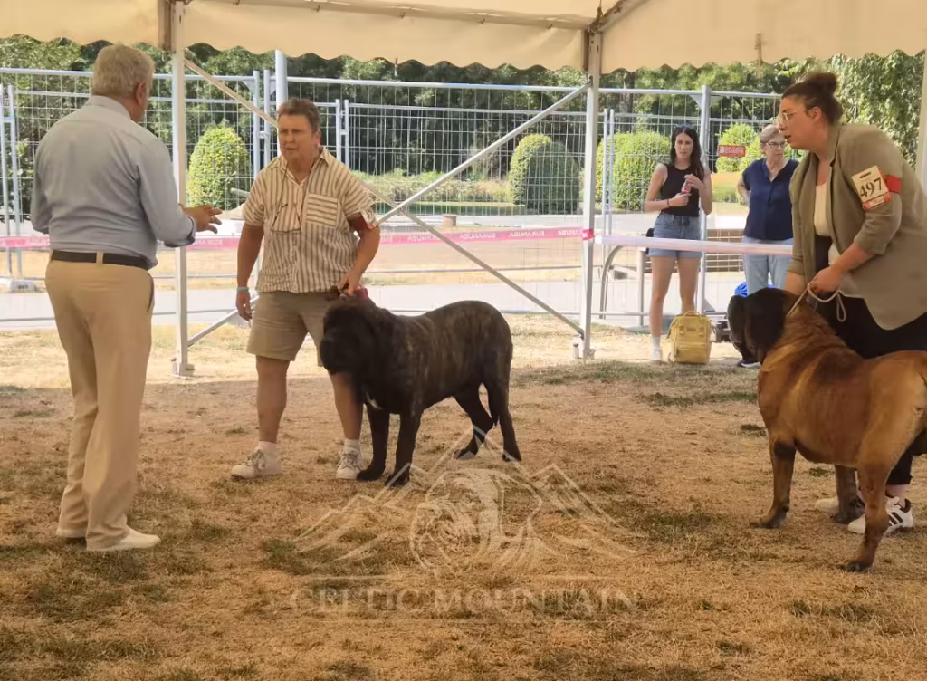 English Mastiffs Magnus und Ingo bei der Beurteilung in Ludwigshafen 2026