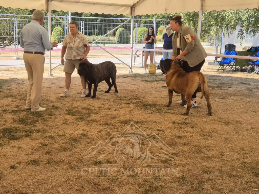 English Mastiffs Magnus und Ingo bei der Beurteilung in Ludwigshafen 2026