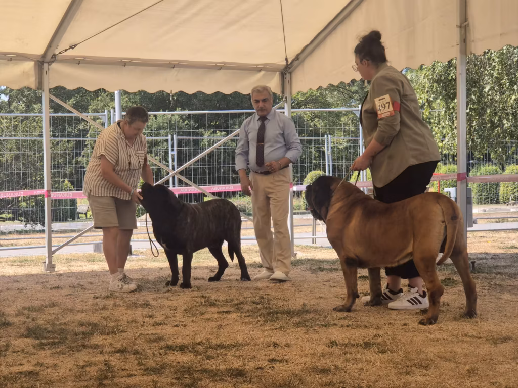 English Mastiffs Magnus und Ingo im Ausstellungsring in Ludwigshafen 2026
