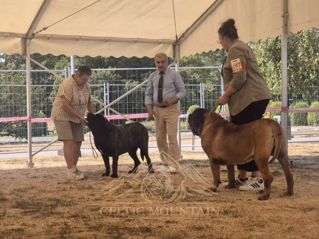 English Mastiffs Magnus und Ingo im Ausstellungsring in Ludwigshafen 2026