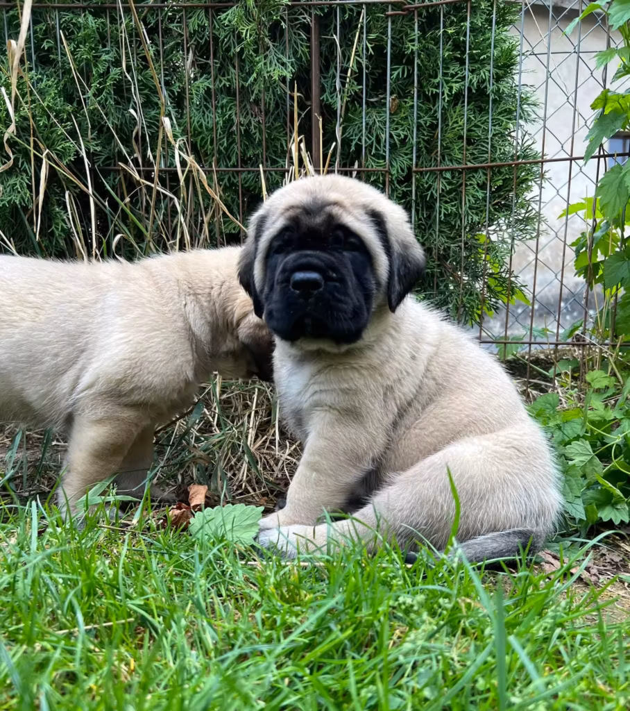 Zwei falbfarbene Mastiff-Welpen sitzen gemeinsam im grünen Gras.