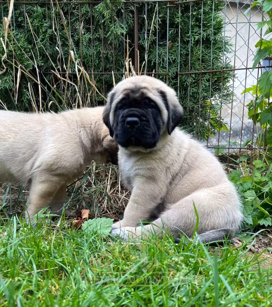 Zwei falbfarbene Mastiff-Welpen sitzen gemeinsam im grünen Gras.