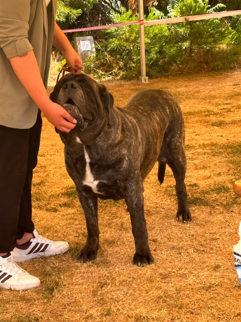 English Mastiff Miss Marple im Ausstellungsring in Ludwigshafen 2026